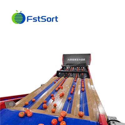 Máquina de clasificación intelixente de tomate AI