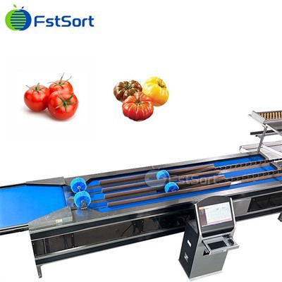 Máquina clasificadora de peso de tomate